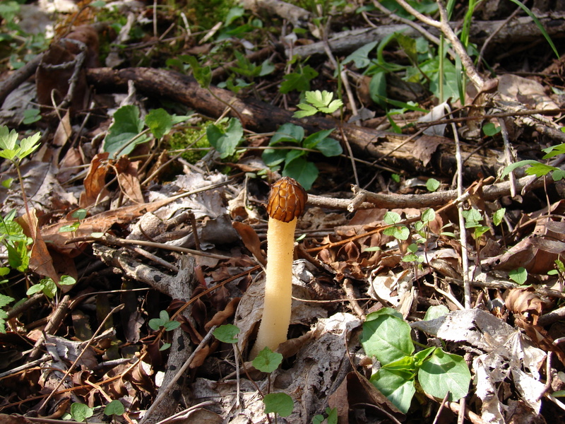 Half free morels. feature a stem that is attached halfway up the cap. 