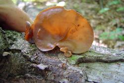Auricularia angiospermarum