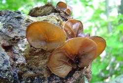 Auricularia angiospermarum