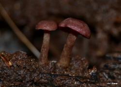 Callistosporium purpureomarginatum
