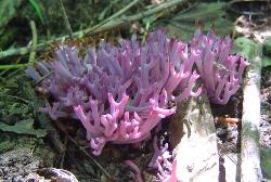 Clavaria zollingeri