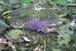 Clavaria zollingeri