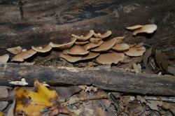 Crepidotus crocophyllus