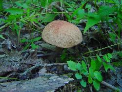 Xerocomus hortonii
