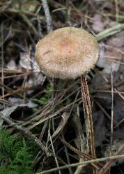 Inocybe flocculosa