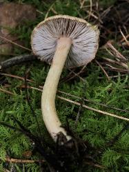 Inocybe flocculosa