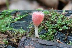 Microstoma floccosum