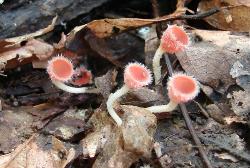 Microstoma floccosum