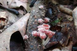 Microstoma floccosum