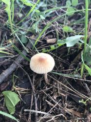 Pseudosperma friabile