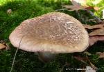 Tricholoma caligatum