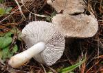 Tricholoma myomyces