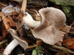 Tricholoma myomyces