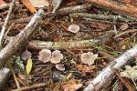 Tricholoma myomyces