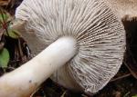 Tricholoma myomyces