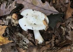 Tricholoma subresplendens