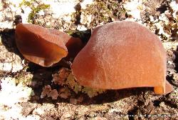 Auricularia angiospermarum