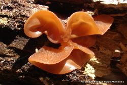 Auricularia angiospermarum