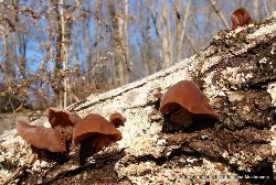 Auricularia angiospermarum