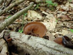 Auricularia angiospermarum