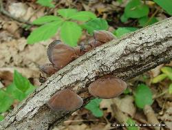 Auricularia angiospermarum