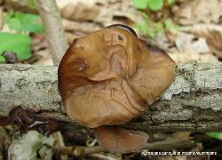 Auricularia angiospermarum