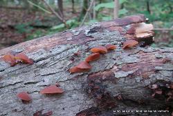 Auricularia angiospermarum