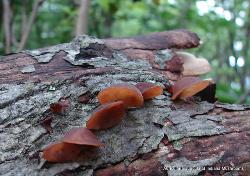 Auricularia angiospermarum