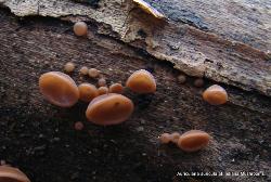 Auricularia angiospermarum