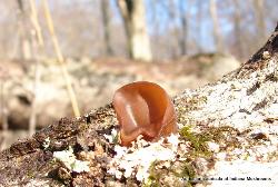 Auricularia angiospermarum