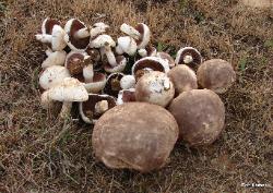 Calvatia cyathiformis with meadow mushrooms