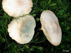 Chlorophyllum molybdites green spore print