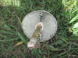 Chlorophyllum molybdites