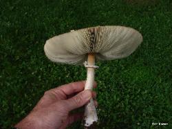 Chlorophyllum molybdites