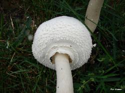 Chlorophyllum molybdites