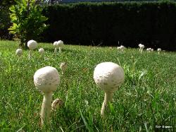 Chlorophyllum molybdites