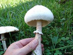 Chlorophyllum molybdites