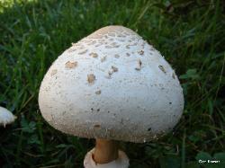 Chlorophyllum molybdites