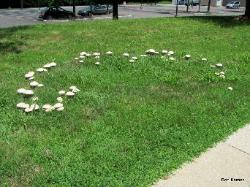 Chlorophyllum molybdites