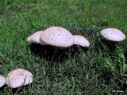 Chlorophyllum molybdites