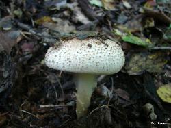 Echinoderma asperum