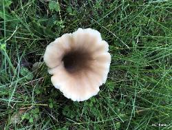 Hohenbuehelia petaloides