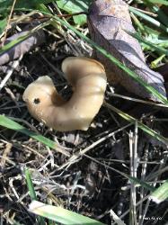 Hohenbuehelia petaloides