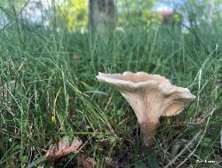 Hohenbuehelia petaloides