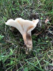 Hohenbuehelia petaloides