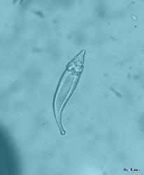 Hohenbuehelia petaloides pleurocystidium