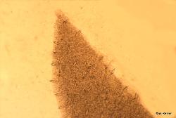 Hohenbuehelia petaloides pleurocystidia