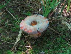 Hydnellum pineticola