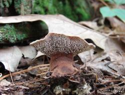 Hydnellum spongiosipes