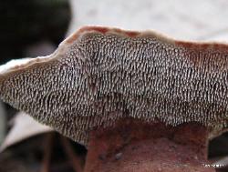 Hydnellum spongiosipes